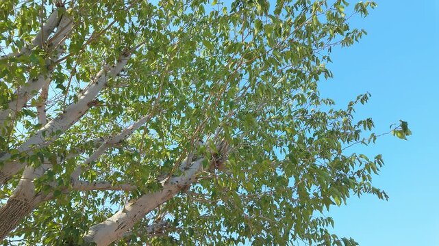 A large tree with leaves moving swaying in the wind with clear blue sky