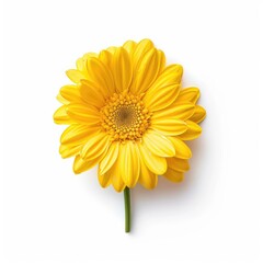 Single yellow gerbera daisy flower, studio shot, white background, greeting card design