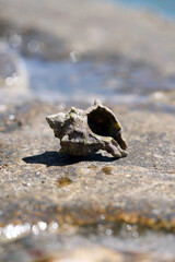 shellfish