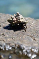 shellfish