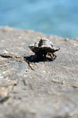 shellfish