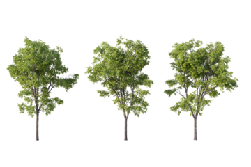 Three green deciduous trees standing isolated on a pure white background, ready for architectural visualization and graphic design projects