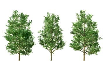 Three deciduous trees with lush green foliage, isolated on a white background, perfect for architectural and landscape design projects