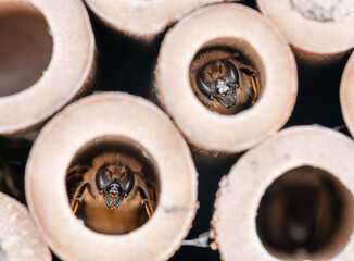 Two mason bees looking out of a bamboo bee house