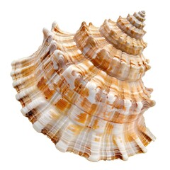 Obraz premium Spiral seashell, ocean beach, summer vacation, nature background, tropical design