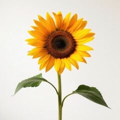 Single sunflower, studio shot, white background, summer bloom, greeting card