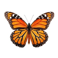 Naklejka premium Monarch Butterfly Wings Spread, White Background, Nature, Insect Closeup
