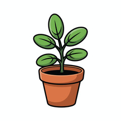 Green potted plant with healthy leaves in a terracotta pot