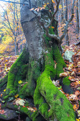 Moss-covered tree trunk in an autumn forest with colorful fallen leaves, creating a vibrant nature scene. The Mala Fatra national park in Slovakia, Europe.