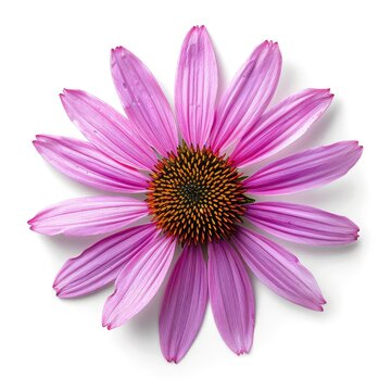 Pink coneflower blossom, overhead view, white background, studio shot, herbal remedy