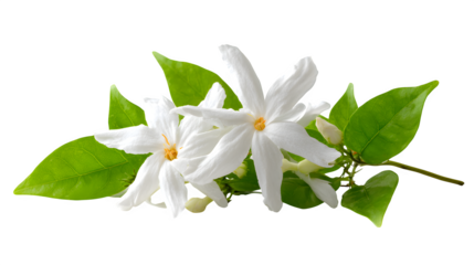 Star jasmine flower on white background 