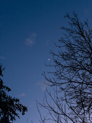 Neumond zwischen äste