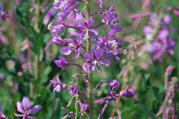 Fireweed - Chamerion angustifolium