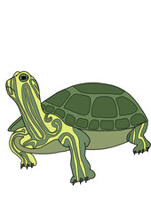 funny turtle cartoon