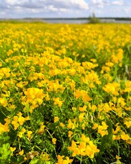 Obraz premium An endless field of yellow flowers and green grass under the summer sky