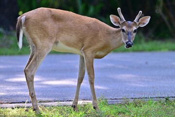A young buck deer stares at the camera