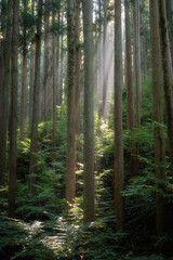 Obraz premium 真夏の登山風景 