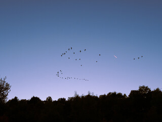 Vogelschwarm in der Abend Dämmerung 