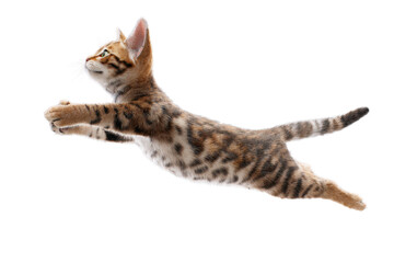 Naklejka premium Free photo of cat in motion pose transparent background