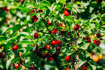 red apples on a tree