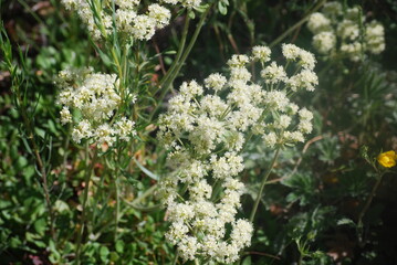 Buckwheat, Creamy/Subalpine - Erigonum umbellatum var. majus
