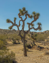 Fototapeta premium joshua tree national park