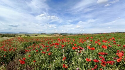 field of poppies