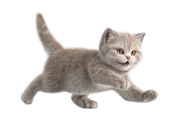 Obraz premium Free photo of cat in motion pose transparent background