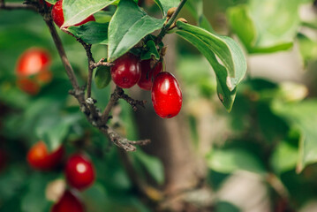 red cherries on a tree