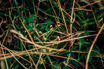 close up of green grass in the wind