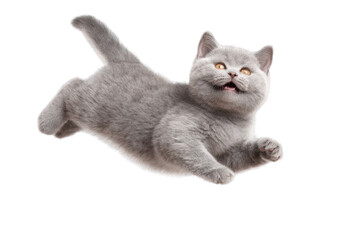 Obraz premium Free photo of cat in motion pose transparent background