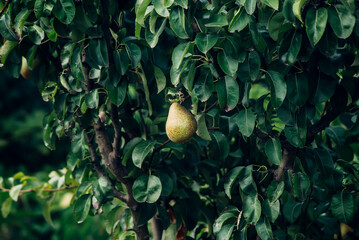 pear on tree