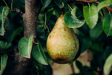 pear on tree