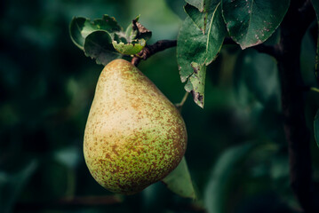pear on a branch