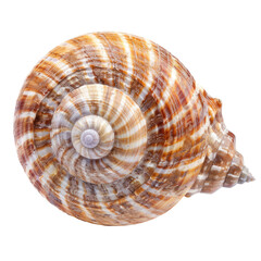 Obraz premium Close-up of a spiral seashell