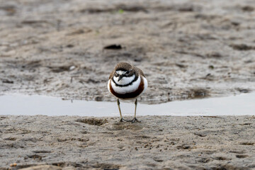 Double-Banded Plover (Anarhynchus Bicinctus)