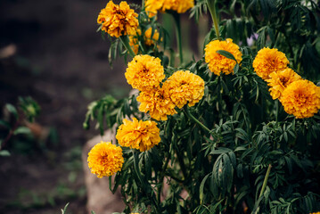 yellow flowers in the garden