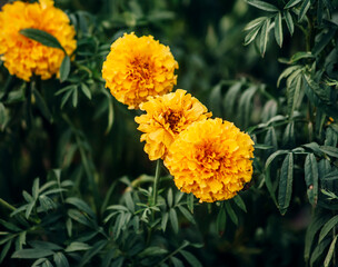 yellow flower in the garden