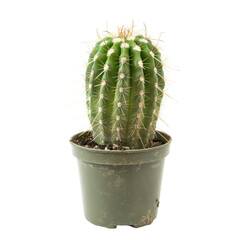 Small, round cactus in a dark green pot