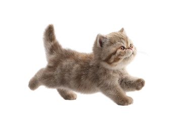 Obraz premium Free photo of cat in motion pose transparent background