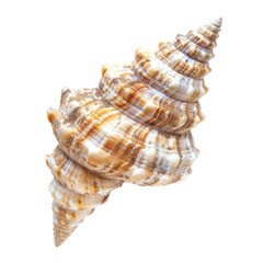 Close-up of a seashell, intricate spiral pattern, tan and white stripes