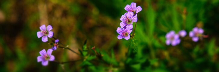 Obraz premium Meadow geranium, meadow crane's-bill, Geranium pratense, field plant. Its origins in the Altai Mountains of central Asia.