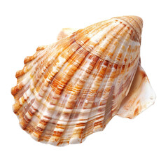 Obraz premium Close-up of a seashell, cone-shaped, with intricate, striped patterns of cream, beige, and brown