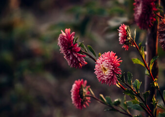 pink flowers in the forest