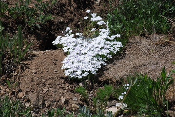 Phlox, Many-Flowered/Mountain - Phlox multiflora
