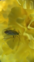 A close up of a tarnished plant bug. Macro photography