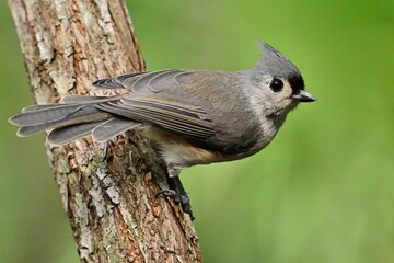 A little Tufted Titmouse is perched on a tree trunk