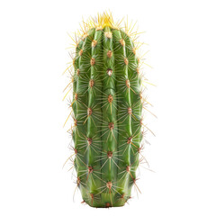 A cylindrical cactus with vibrant green body and yellow-tan spines