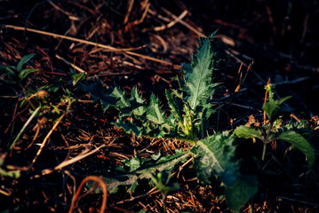 lobster in the aquarium