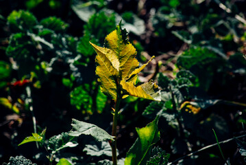 butterfly in aquarium